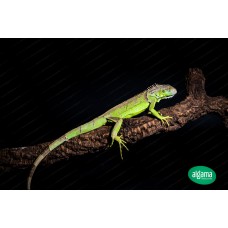 Iguana Verde - (Baby)